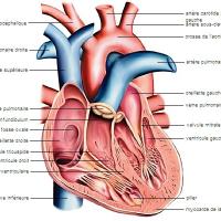 1001421 coupe du c ur et des valvules