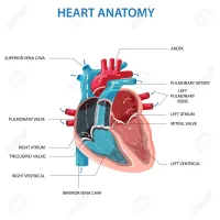 194242603 anatomy of the human heart cross sectional diagram of the heart with main parts labeled human heart