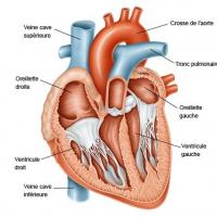 Illus anatomie coeur