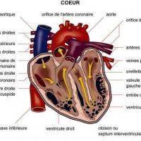 Schema de lanatomie du coeur